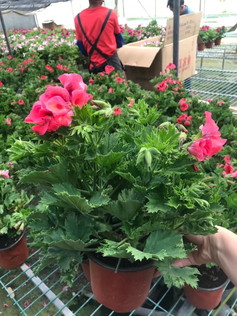 本基地常年供应各种苗木花卉300矮牵牛，质量保证欢迎咨询