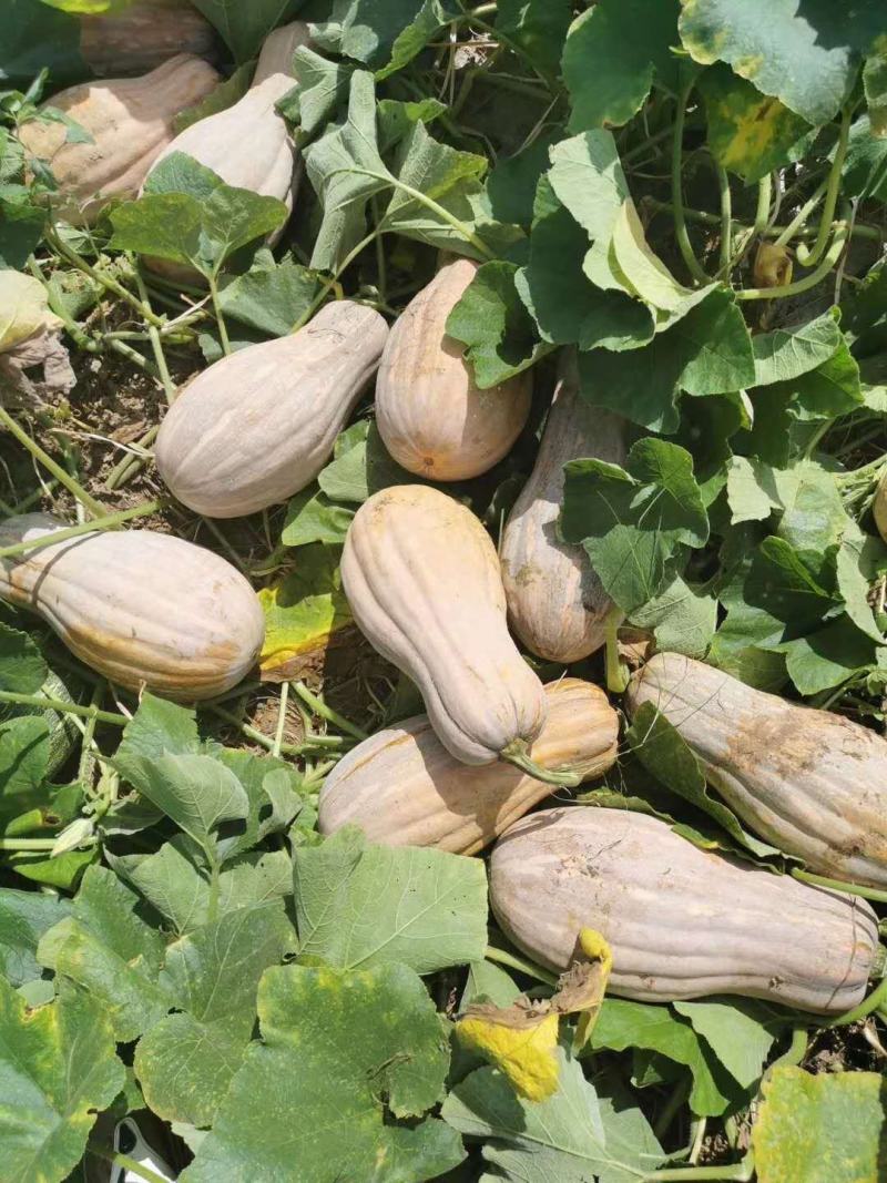 金韩蜜本南瓜，大量上市，质量可靠，价格美丽，专业代发
