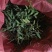 中药材赶黄草泡茶好料