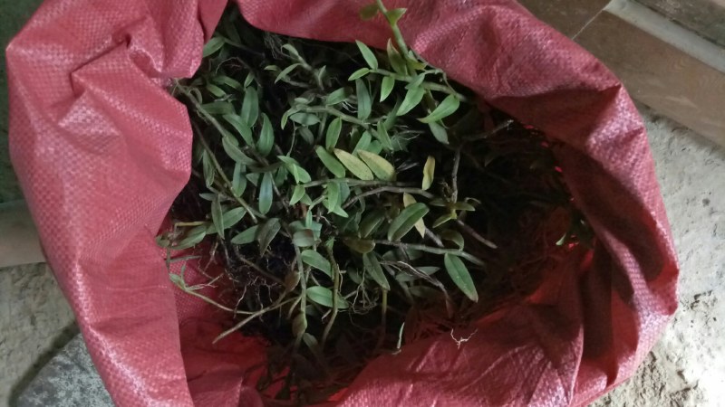 中药材赶黄草泡茶好料