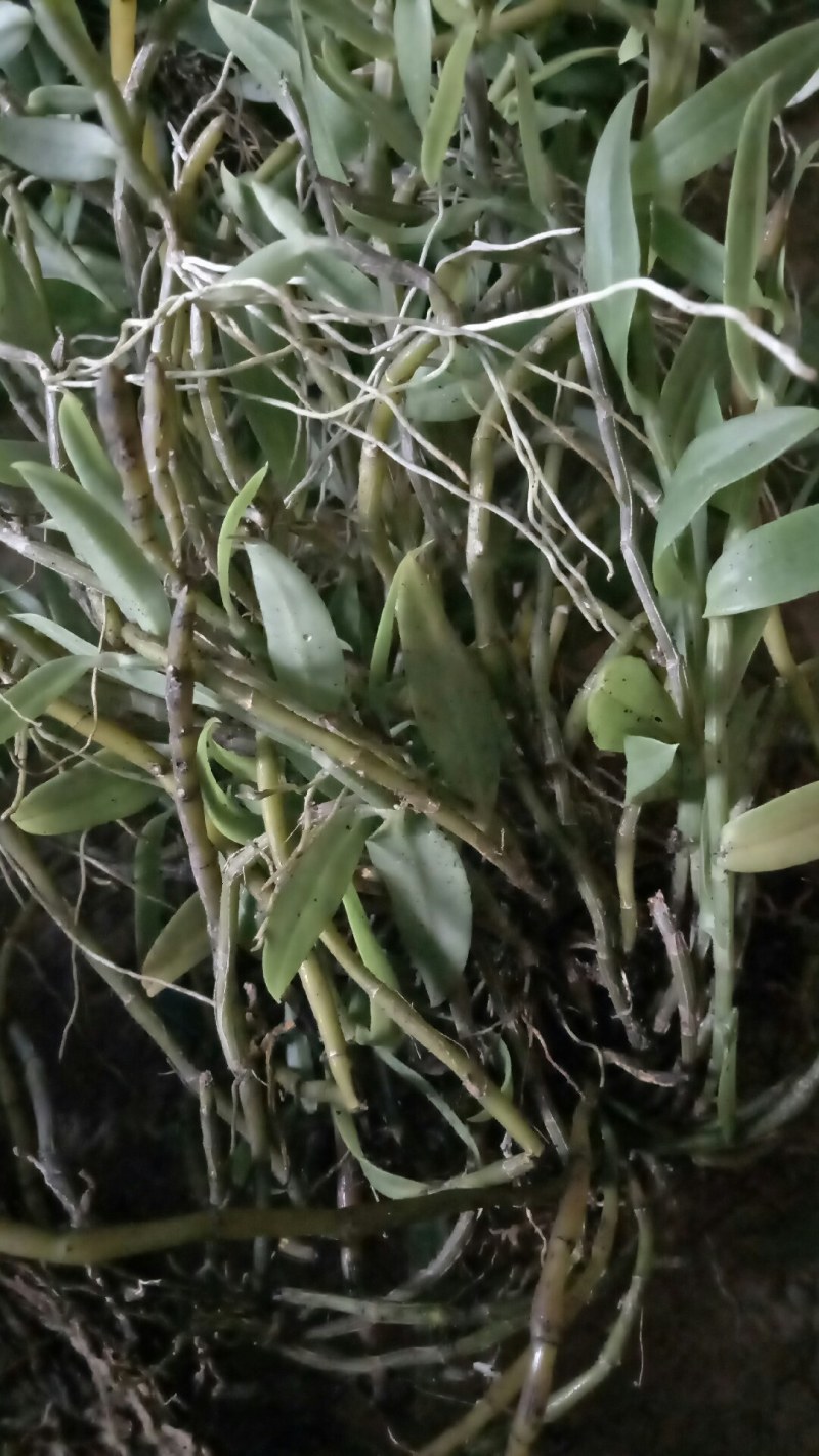 中药材赶黄草泡茶好料