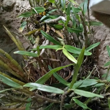 中药材赶黄草泡茶好料