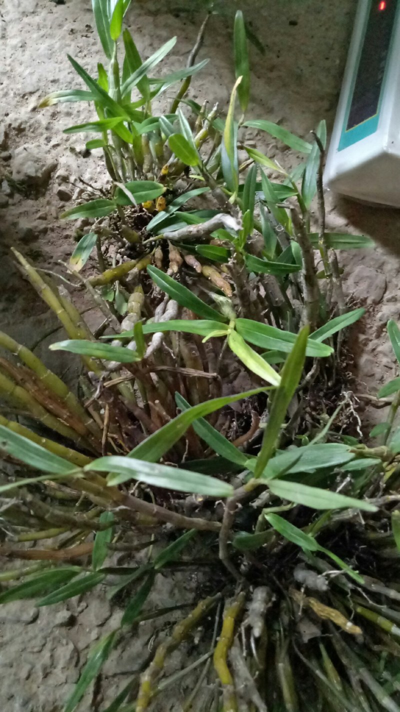 中药材赶黄草泡茶好料