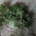 中药材赶黄草泡茶好料