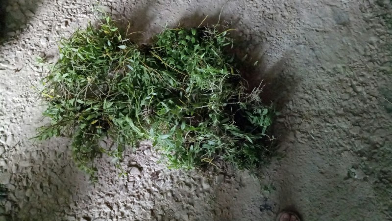 中药材赶黄草泡茶好料
