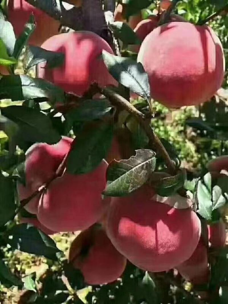 金秋红蜜桃，甜到心里！