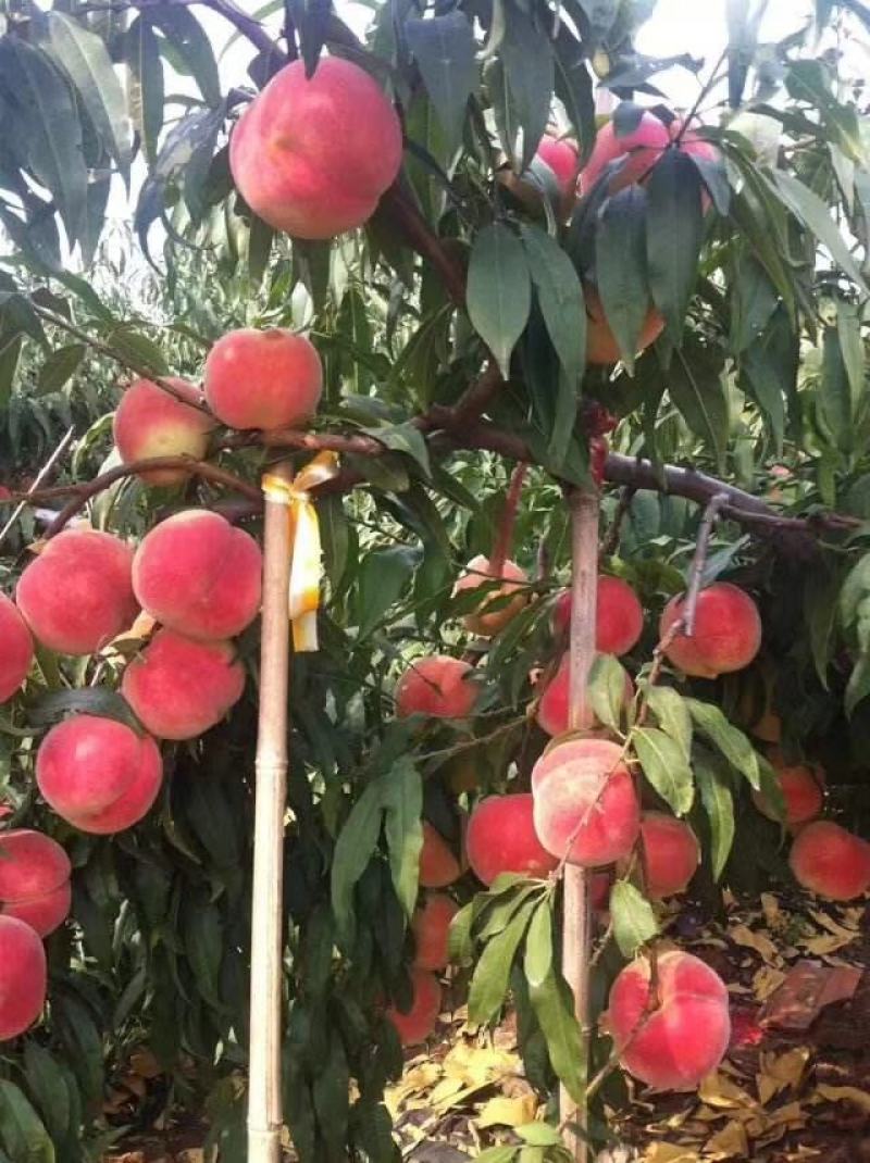 金秋红蜜桃，甜到心里！