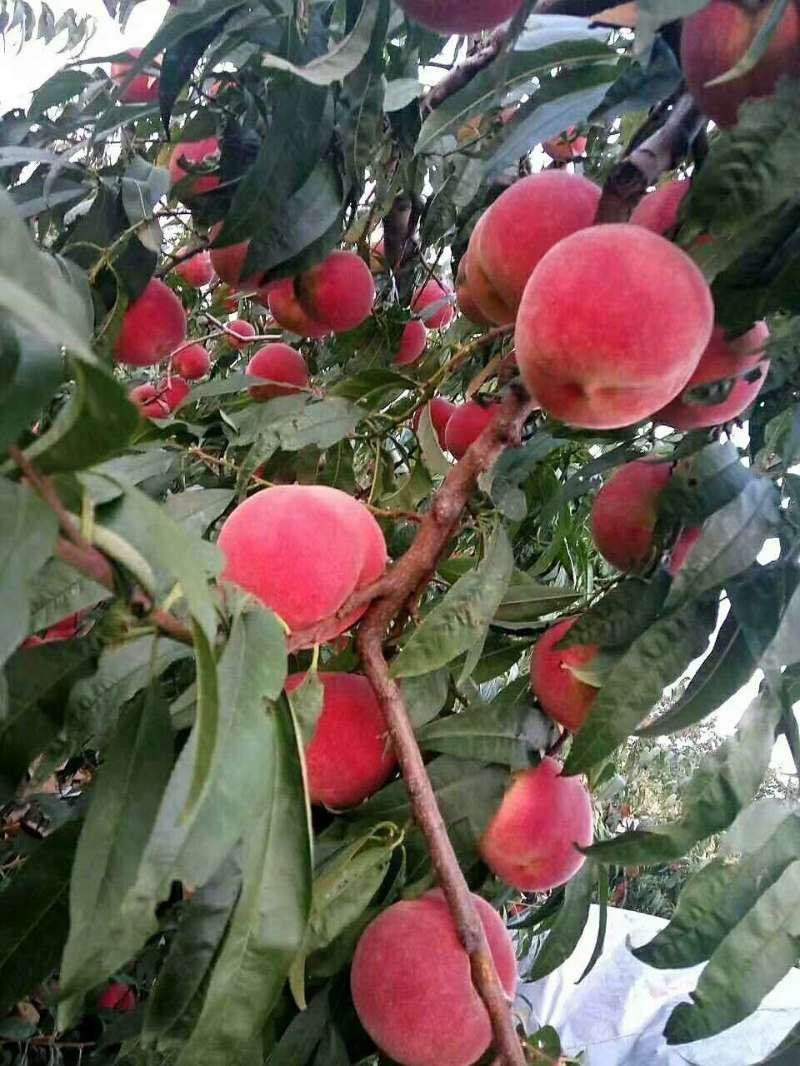 金秋红蜜桃，甜到心里！