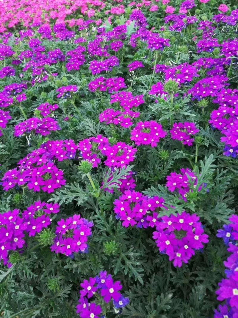 四川成都温江基地苗圃美女樱质量保证欢迎咨询