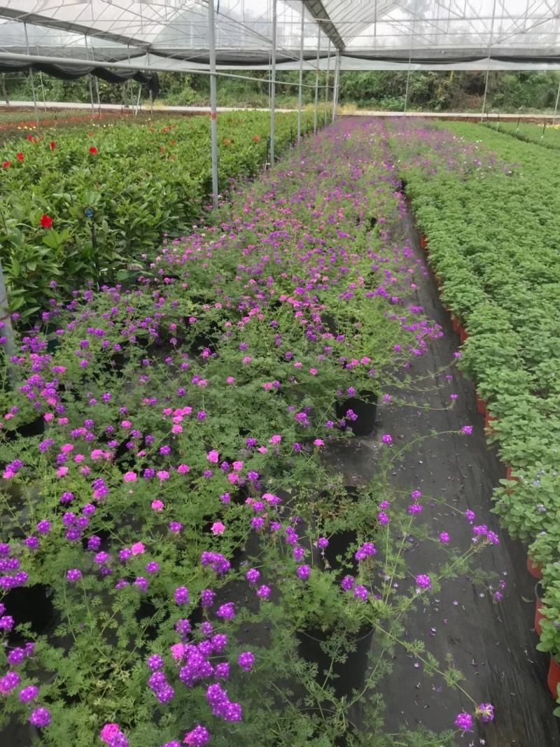 四川成都温江基地苗圃美女樱质量保证欢迎咨询