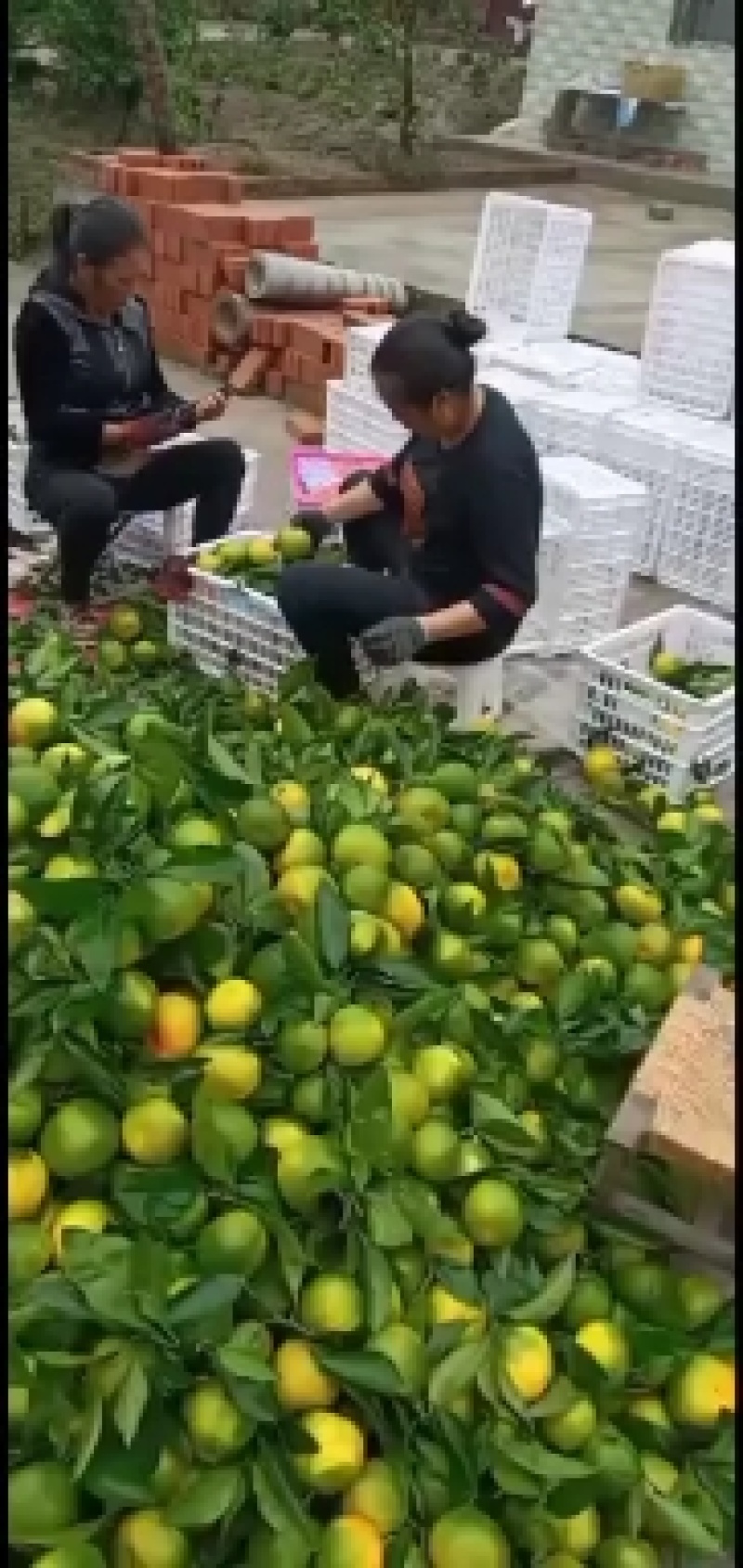 【蜜橘】柑桔内江蜜桔入口化渣现摘现发保质保量欢迎选购