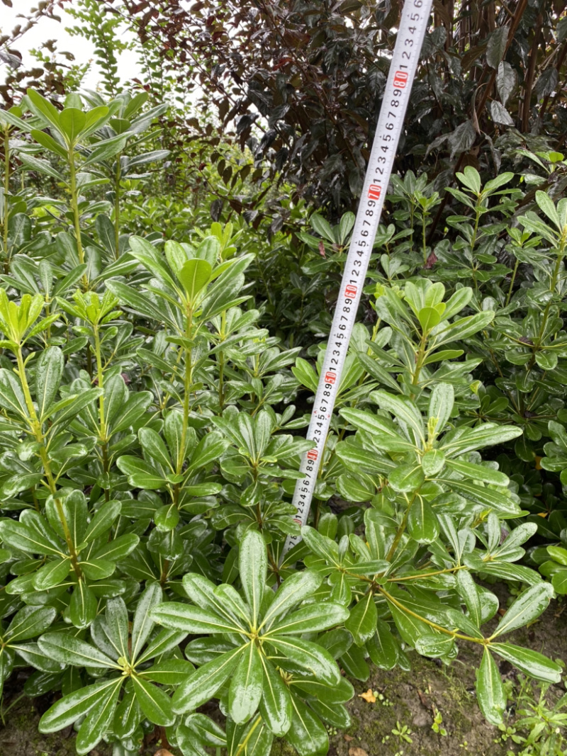 海桐地苗，宝珠香50以上高地苗，海桐价格