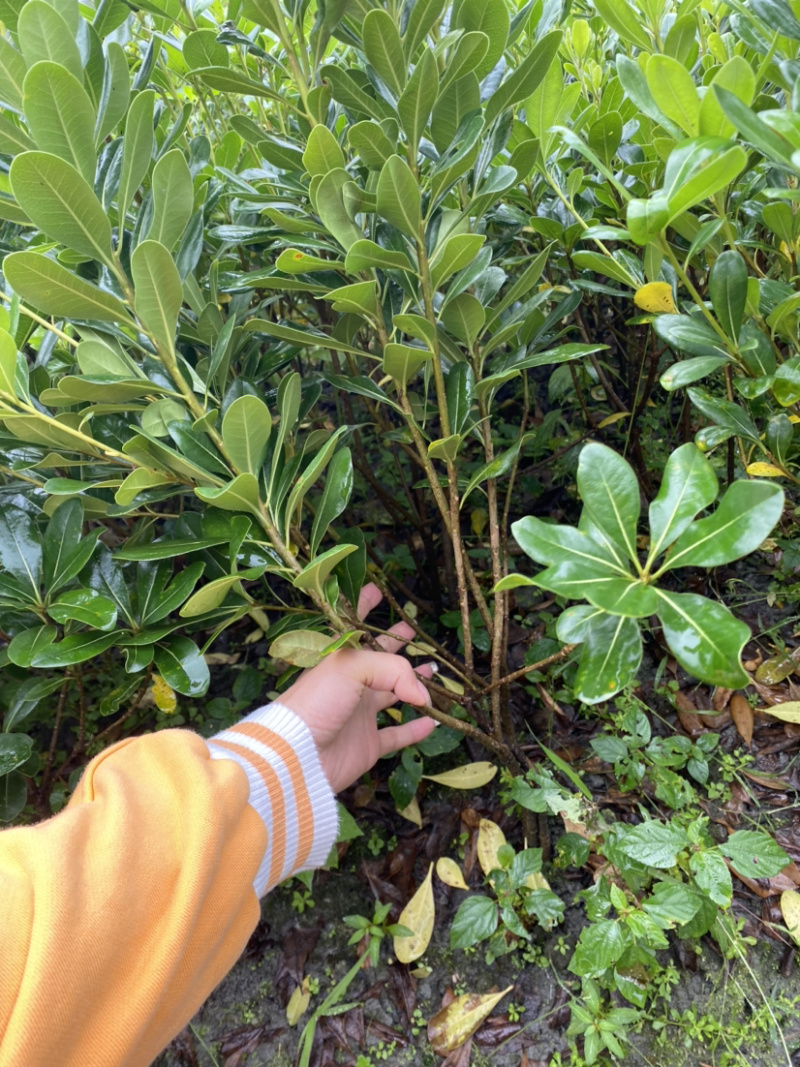 海桐地苗，宝珠香50以上高地苗，海桐价格