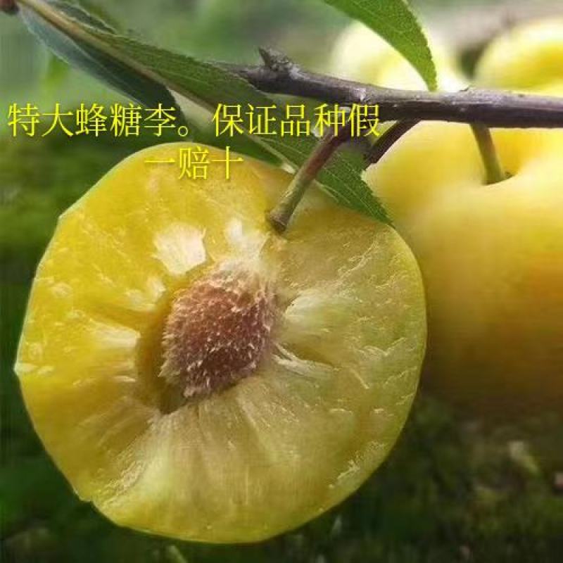 蜂糖李子苗现挖现发，品质可保证，提供技术支持