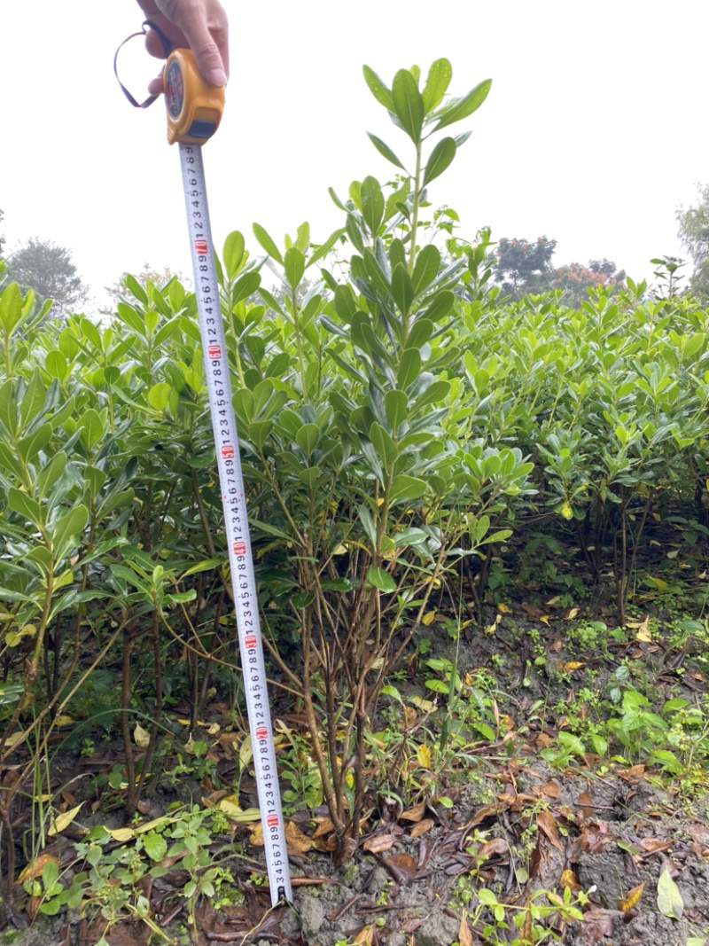 宝珠香地苗，50高海桐地苗，宝珠香价格