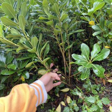 宝珠香地苗，50高海桐地苗，宝珠香价格