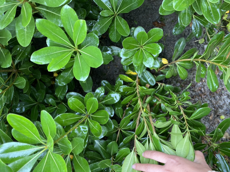 宝珠香地苗，50高海桐地苗，宝珠香价格
