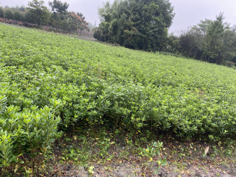 宝珠香地苗，50高海桐地苗，宝珠香价格