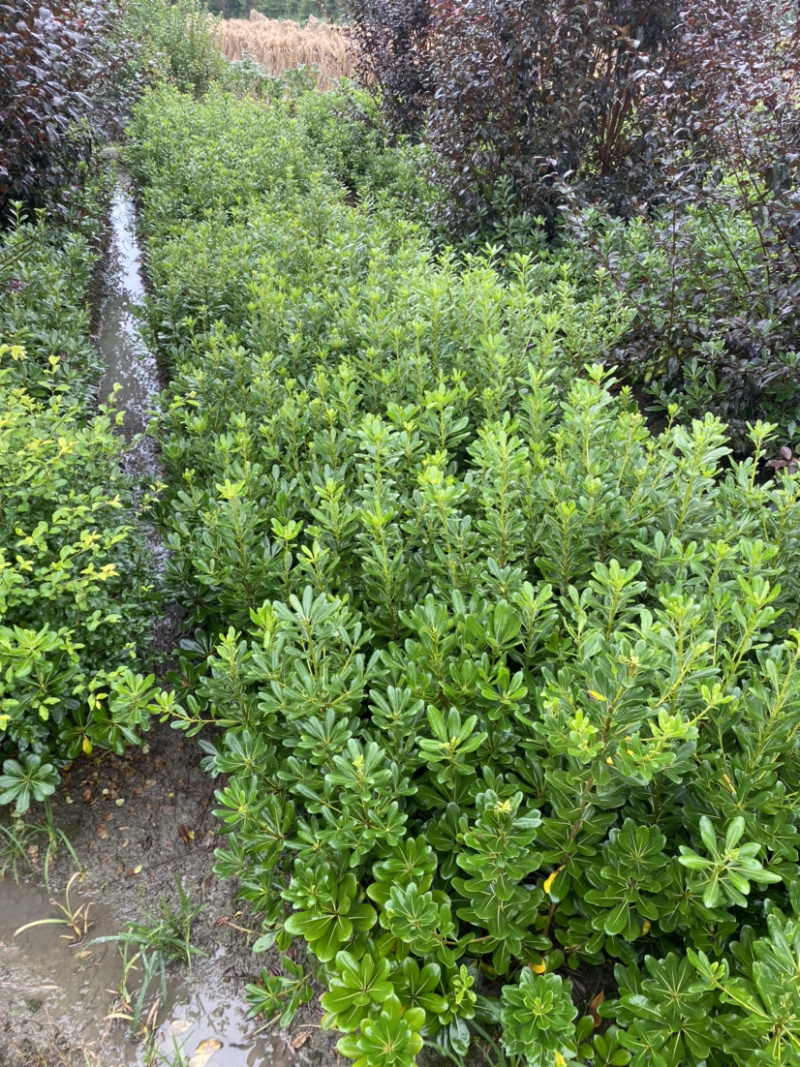 宝珠香地苗，50高海桐地苗，宝珠香价格