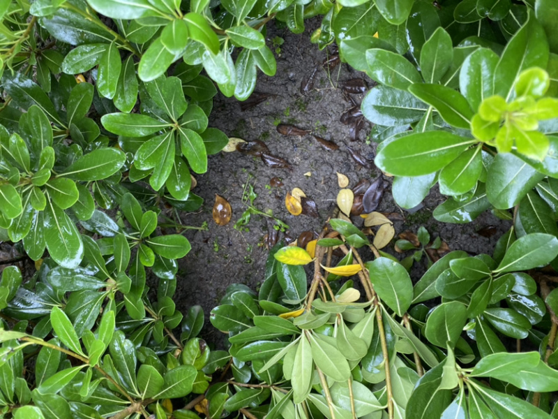 宝珠香地苗，50高海桐地苗，宝珠香价格