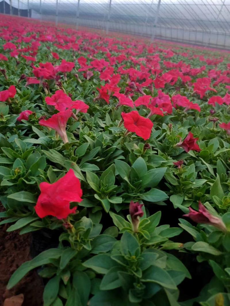 牵牛花（紫色，大红色，粉色，白色）时令草花，绿化优先发货