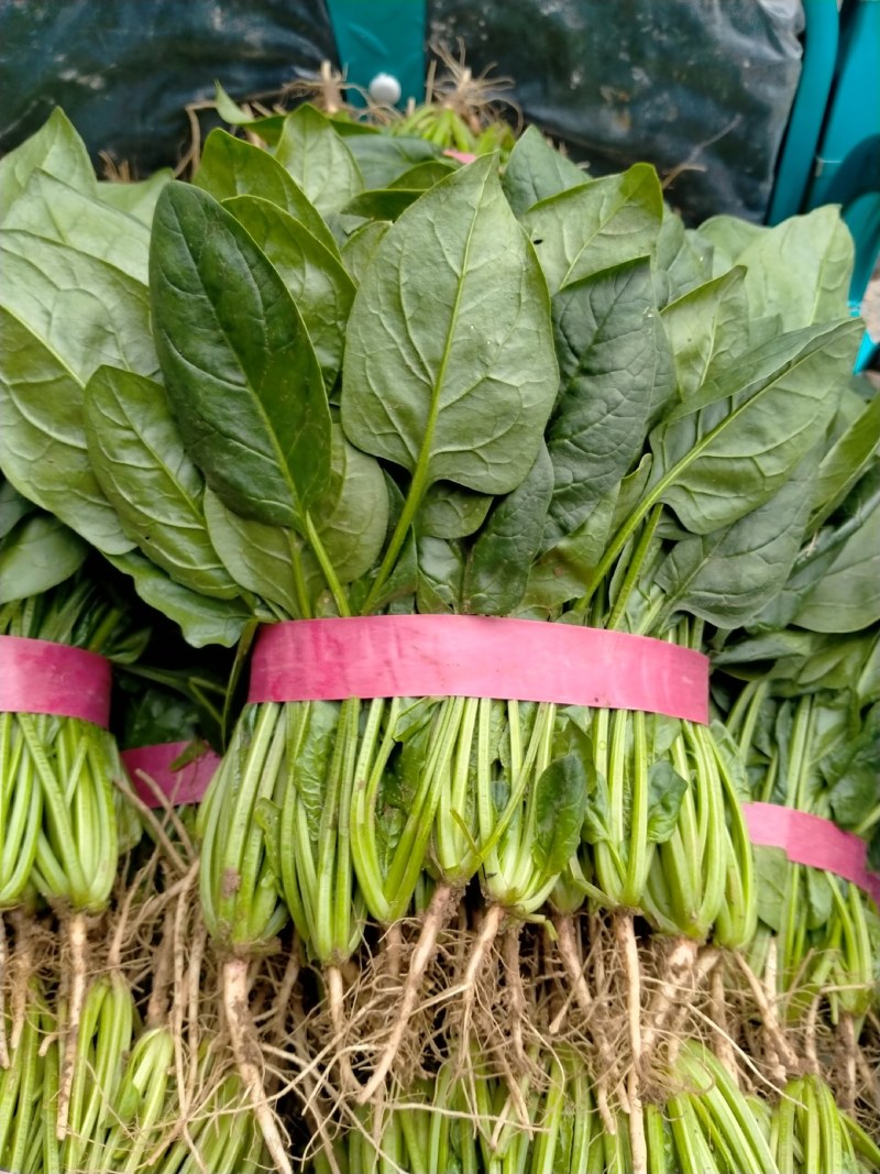 精品菠菜产地直供一手货源全国发货中