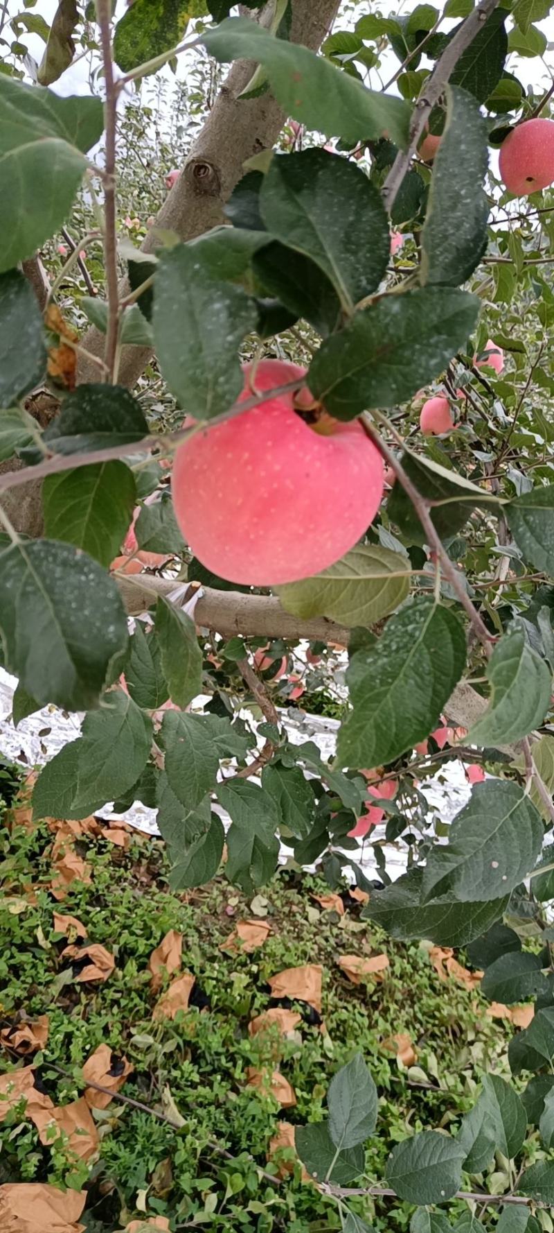 万亩苹果基地套袋不套袋的都有糖心苹果