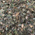 中国南方药都，桑寄生