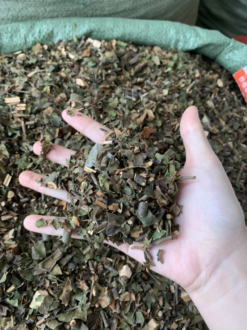 中国南方药都，桑寄生
