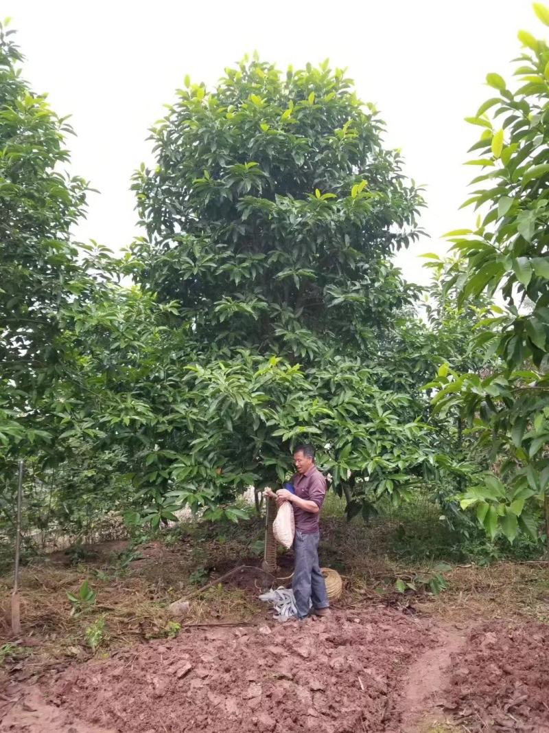 四川成都温江基地苗圃路黄角兰质量保证欢迎咨询