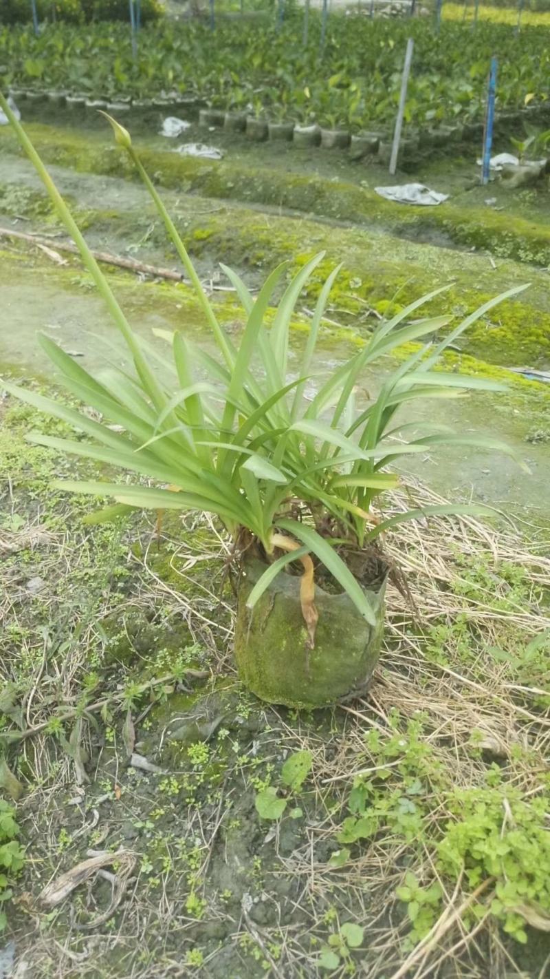 四川成都温江区基地百子连质量保证欢迎咨询
