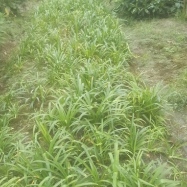 四川成都温江区基地百子连质量保证欢迎咨询