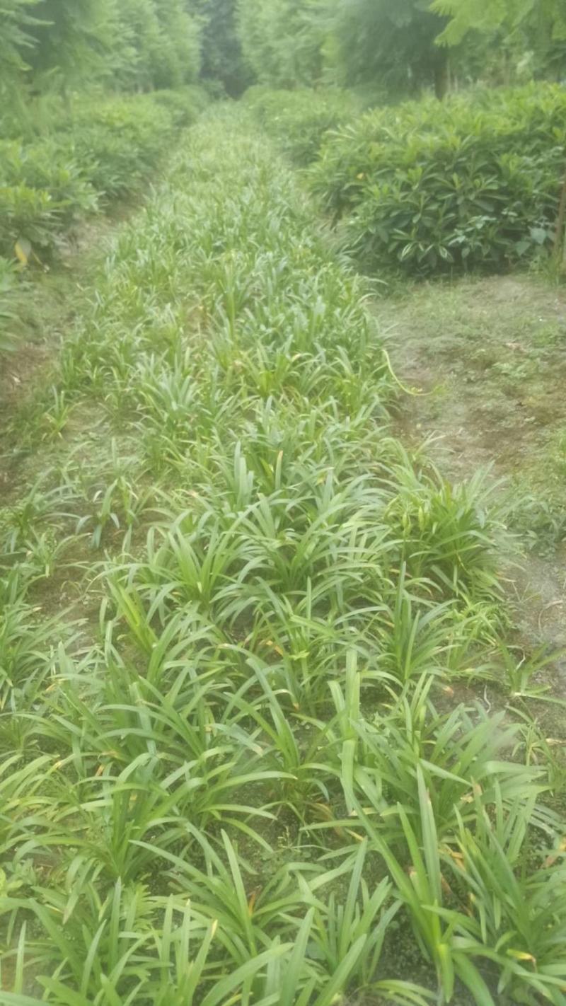 四川成都温江区基地百子连质量保证欢迎咨询