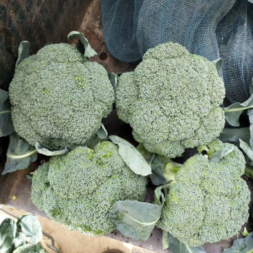 云南精品西兰花需要的朋友请联系