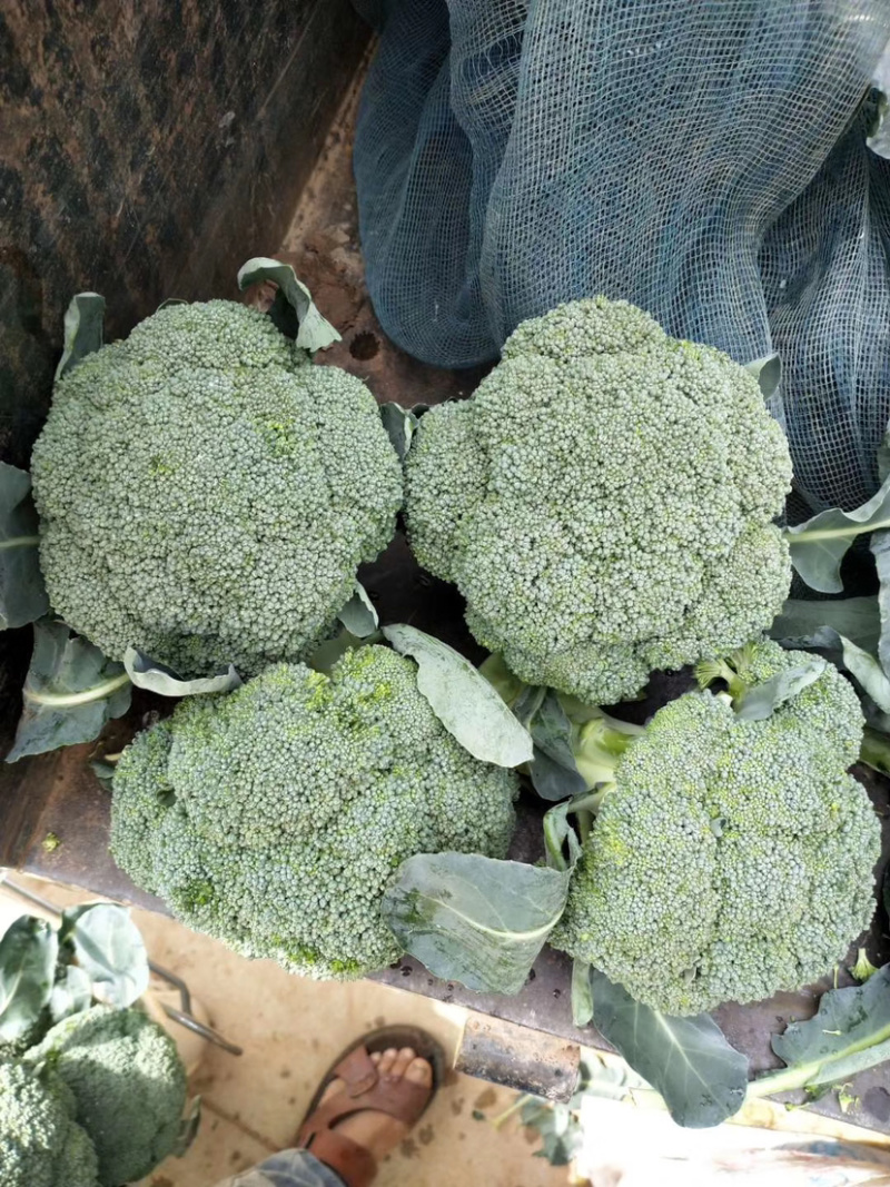 云南精品西兰花需要的朋友请联系