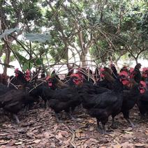 放山散养天露黑鸡，黑凤鸡，均重3.8~4斤左右。