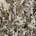 羊角叶羊角叶根淫羊藿