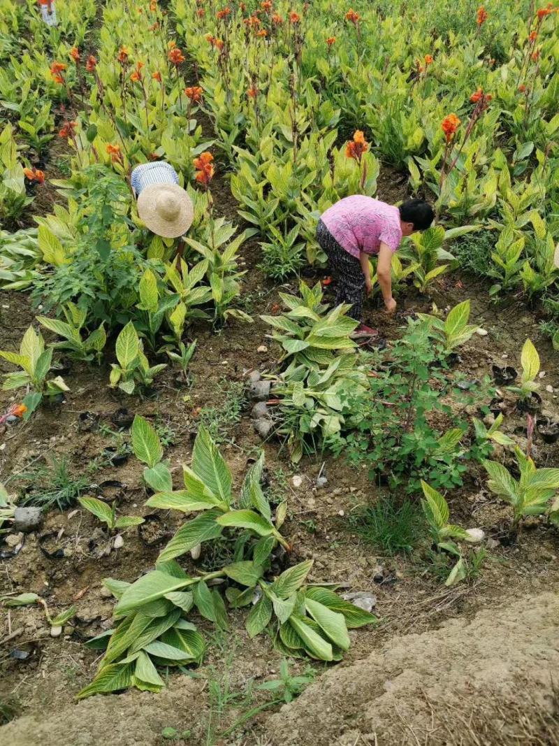 花叶水生美人蕉大小规格齐全成都温江基地供应