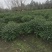 四川成都温江基地苗圃结香，质量保证欢迎咨询