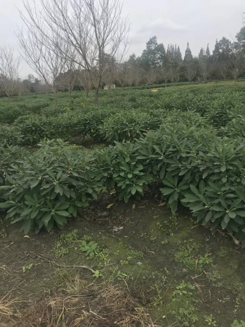 四川成都温江基地苗圃结香，质量保证欢迎咨询