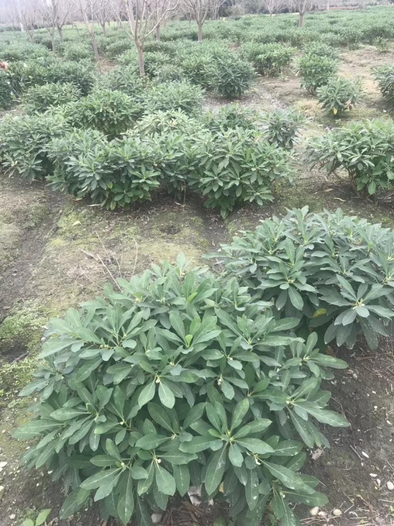 四川成都温江基地苗圃结香，质量保证欢迎咨询