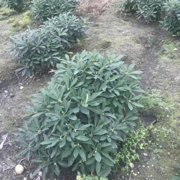 四川成都温江基地苗圃结香，质量保证欢迎咨询