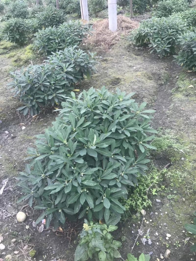 四川成都温江基地苗圃结香，质量保证欢迎咨询