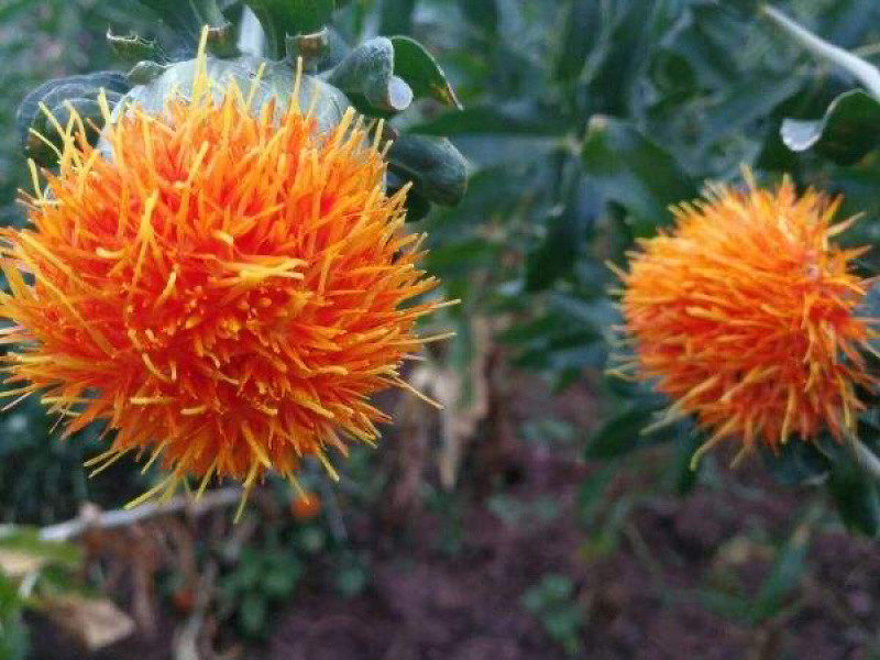 红花籽，红花基地，红花种植基地，红花技术