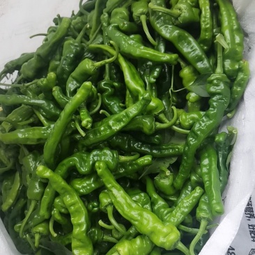 皱皮椒的质量很好，价格高