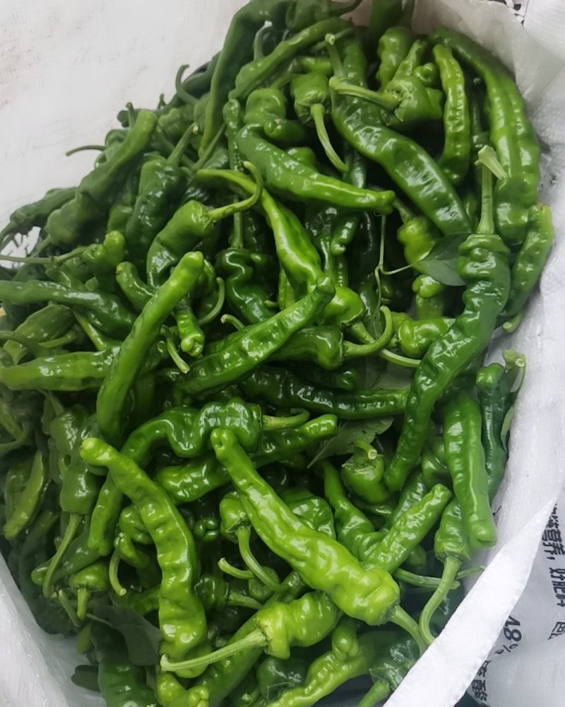 皱皮椒的质量很好，价格高