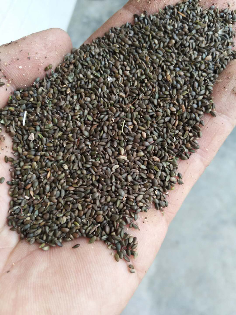 牡丹苗油用牡丹苗精品，菏泽牡丹种植基地