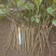 牡丹苗油用牡丹苗精品，菏泽牡丹种植基地