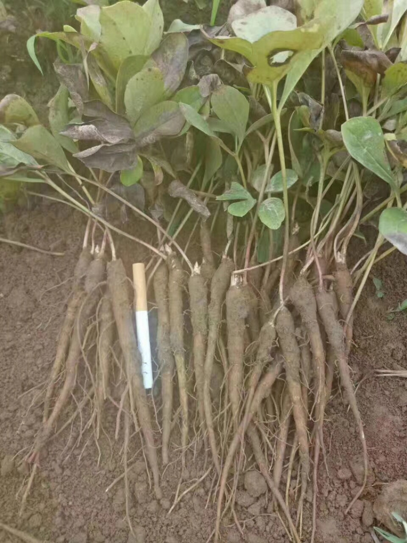 牡丹苗油用牡丹苗精品，菏泽牡丹种植基地
