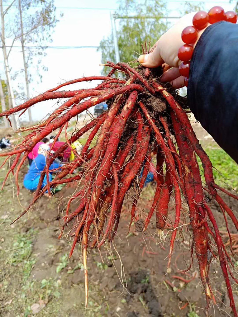 牡丹苗油用牡丹苗精品，菏泽牡丹种植基地